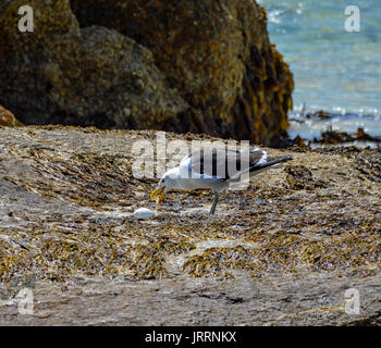 Une mouette de manger un oeuf de pingouin dans Soiuthern Sud Banque D'Images