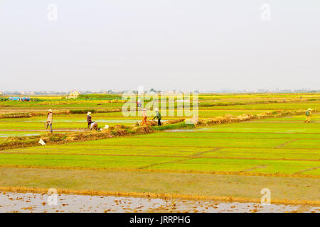 HAI Duong, Vietnam, le 26 juin : les agricultrices apporter de l'eau pour les rizières le 26 juin 2013 à Hai Duong, Vietnam Banque D'Images