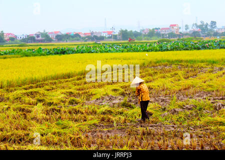 HAI Duong, Vietnam, 26 juin : agricultrice travaillant sur un champ de riz le 26 juin 2013 à Hai Duong, Vietnam Banque D'Images