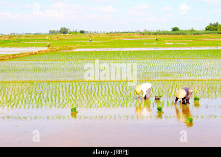 HAI Duong, Vietnam, le 26 juin : les agriculteurs du riz cultivé dans le domaine le 26 juin 2013 à Hai Duong, Vietnam Banque D'Images