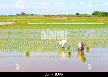 HAI Duong, Vietnam, le 26 juin : les agriculteurs du riz cultivé dans le domaine le 26 juin 2013 à Hai Duong, Vietnam Banque D'Images