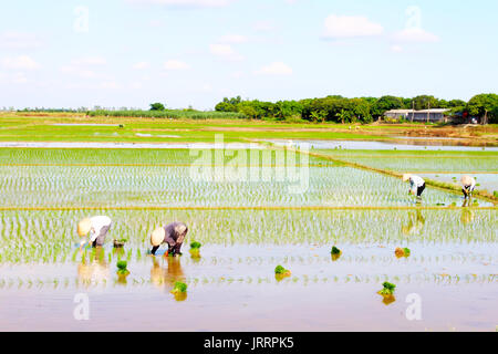 HAI Duong, Vietnam, le 26 juin : les agriculteurs du riz cultivé dans le domaine le 26 juin 2013 à Hai Duong, Vietnam Banque D'Images