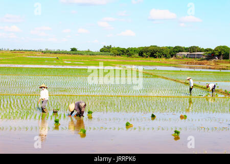 HAI Duong, Vietnam, le 26 juin : les agriculteurs du riz cultivé dans le domaine le 26 juin 2013 à Hai Duong, Vietnam Banque D'Images