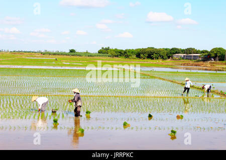 HAI Duong, Vietnam, le 26 juin : les agriculteurs du riz cultivé dans le domaine le 26 juin 2013 à Hai Duong, Vietnam Banque D'Images