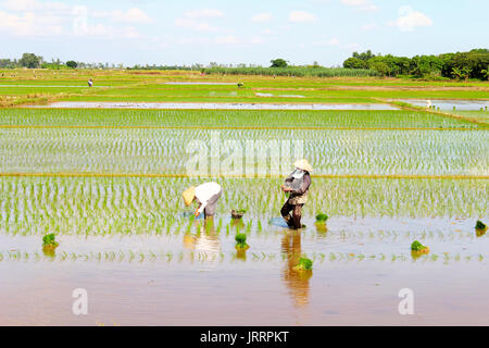 HAI Duong, Vietnam, le 26 juin : les agriculteurs du riz cultivé dans le domaine le 26 juin 2013 à Hai Duong, Vietnam Banque D'Images