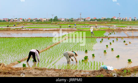 HAI Duong, Vietnam, le 26 juin : les agriculteurs du riz cultivé dans le domaine le 26 juin 2013 à Hai Duong, Vietnam Banque D'Images