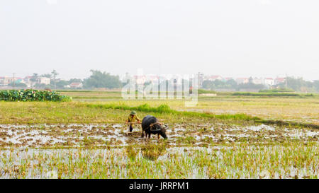 HAI Duong, Vietnam, le 26 juin : les agriculteurs du riz cultivé dans le domaine le 26 juin 2013 à Hai Duong, Vietnam Banque D'Images