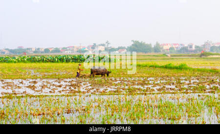 HAI Duong, Vietnam, le 26 juin : les agriculteurs du riz cultivé dans le domaine le 26 juin 2013 à Hai Duong, Vietnam Banque D'Images