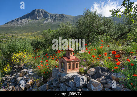 Route de culte et le printemps fleurs sauvages parmi les oliviers près de Agios Nikon dans le Mani, Messénie, le sud de la Grèce Banque D'Images