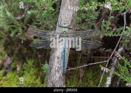 Close-up de l'empereur dragonfly (Anax imperator) dans l'habitat des landes Banque D'Images