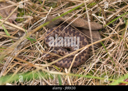 Nouveau-né (vipère Vipera berus) enroulé à Surrey, UK Banque D'Images