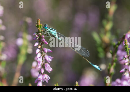 Close-up of blue-tailed libellule Ischnura elegans) (sur la floraison Heather Banque D'Images