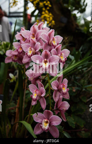 Cymbidium 'vieux' Gaddon Loch à l'orchid Orchid festival à Kew Gardens 2017 Banque D'Images