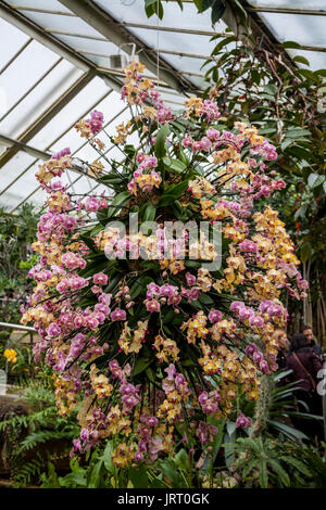 Écran énorme d'orchidées à l'Orchid festival à Kew Gardens 2017 Banque D'Images