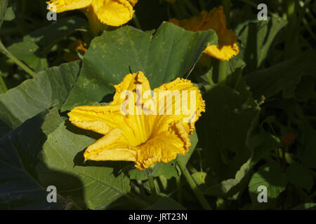 Fleur de citrouille dans l'usine de légumes Banque D'Images