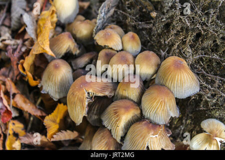 Champignons des bois en forêt en automne Banque D'Images