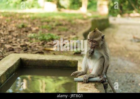 Les singes à Ubud Bali Banque D'Images