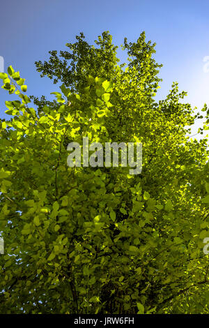 Avec le feuillage à feuilles vert et bleu ciel. La randonnée et les voyages vues près du mont Rainier dans l'État de Washington au cours de l'été Banque D'Images