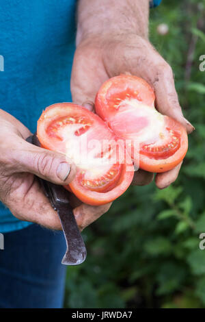 Solanum lycopersicum. La coupe d'un jardinier / tomates tomates Beefsteak de moitié. Tomate variété du patrimoine Banque D'Images