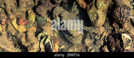 Crabe camouflé sur une roche exposée par la marée basse vue d'en haut dans une crevasse avec revêtement d'algues holding sa grande tenailles ou à griffes dans un defensi Banque D'Images
