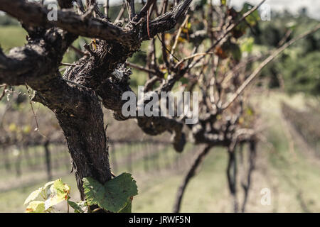 Treillis vigne sur les Ocean View Winery, de l'Australie à l'automne, avec une vue vers le bas une rangée de vignes en perspective fuyante dans un concept de fabrication du vin Banque D'Images