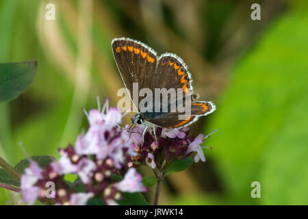 Papillon argus brun Aricia agestis (nectar) sur les fleurs sauvages, UK Banque D'Images