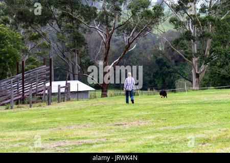 Femme promener son chien dans une ferme en Australie un passage vers l'enclos des immeubles distants et d'eucalyptus en Nouvelle Galles du Sud Banque D'Images