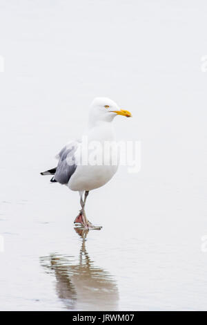 Des profils American Herring Gull (Larus argentatus smithsonianus) marche sur la plage Banque D'Images