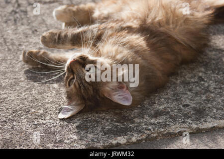 Les femelles adultes chat tigré (Felis catus) est posé sur une surface en pierre Banque D'Images