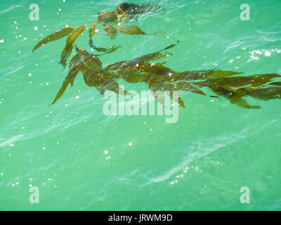 Une seule branche de varech géant (Macrocystis pyrifera) flottant à la surface de l'océan Pacifique au large de la côte de Californie du sud Banque D'Images