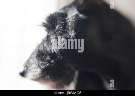 Scottish Terrier Noir, gros plan de tête Banque D'Images