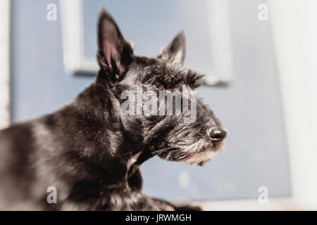 Scottish Terrier Noir, gros plan de tête Banque D'Images