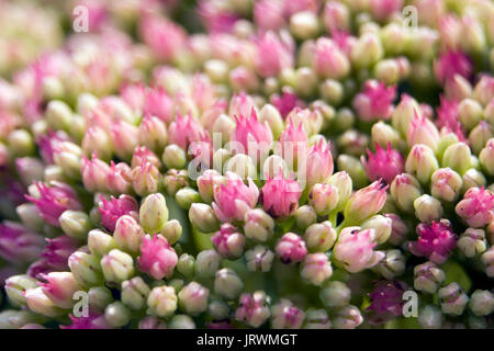 Gros plan du Sedum voyantes rose et blanc "iceberg" des boutons de fleurs (plantes, Stonecrop Sedum spectabile, Hylotelephium spectabile) Banque D'Images