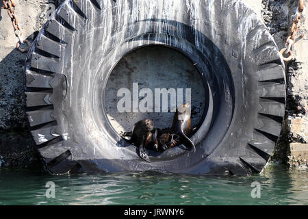 Les otaries à fourrure du Cap reste sur une grande roue à pneus et le V&A Waterfront à Cape Town, Western Cape, Afrique du Sud. Banque D'Images