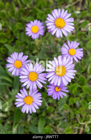 La floraison des asters des Alpes (Aster alpinus), Val de Bagnes, Valais, Suisse Banque D'Images