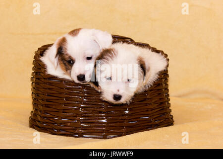 Peu de chiots Jack Russell Terrier sur fond beige brown panier Banque D'Images