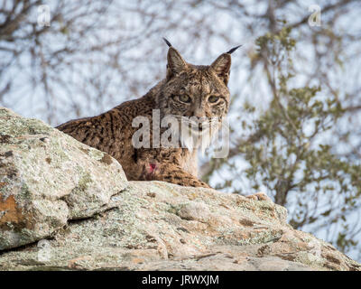 Le lynx ibérique (Lynx pardinus) couchée sur un rocher en Espagne Banque D'Images