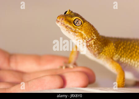 Gecko orange mignon chauffage dans les mains avec plaisir Banque D'Images