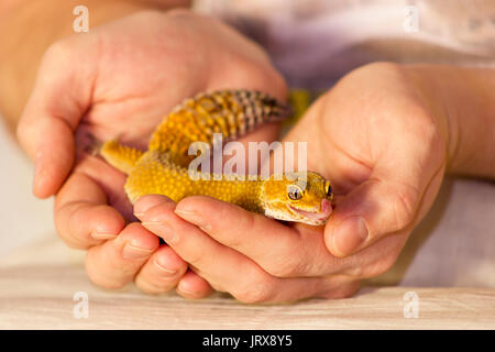 Gecko orange mignon chauffage dans les mains avec plaisir Banque D'Images