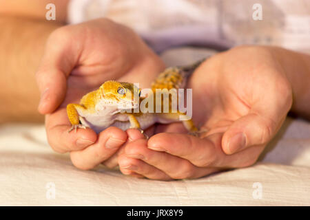 Gecko orange mignon chauffage dans les mains avec plaisir Banque D'Images