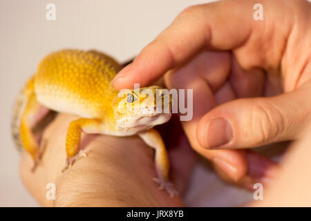 Gecko orange mignon chauffage dans les mains avec plaisir Banque D'Images