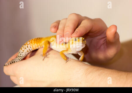 Gecko orange mignon chauffage dans les mains avec plaisir Banque D'Images