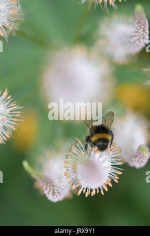 Vue aérienne d'une abeille Pollinisant Banque D'Images