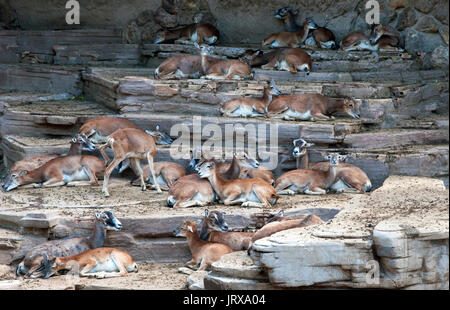 Un groupe d'impala noir face au soleil au repos le zoo de Barcelone Banque D'Images