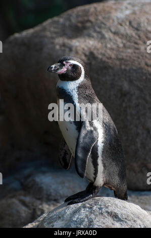 Manchot de Humboldt posant le zoo de Barcelone Espagne Banque D'Images