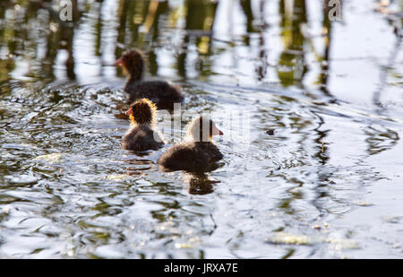 Foulque Waterhen bébés dans un étang de la Saskatchewan Canada Banque D'Images