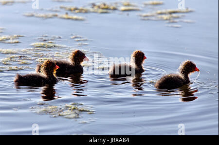 Foulque Waterhen bébés dans un étang de la Saskatchewan Canada Banque D'Images