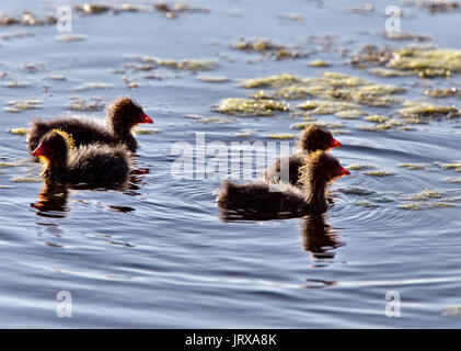 Foulque Waterhen bébés dans un étang de la Saskatchewan Canada Banque D'Images