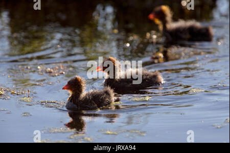 Foulque Waterhen bébés dans un étang de la Saskatchewan Canada Banque D'Images