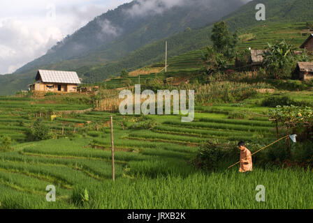 Coucher du soleil dans les rizières en terrasses à proximité du village lao chai. trekking sapa au Vietnam. lao chai. Banque D'Images